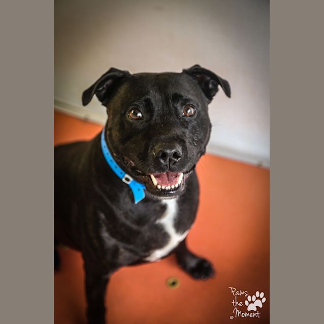 Photo of Blackie ~ #1502185