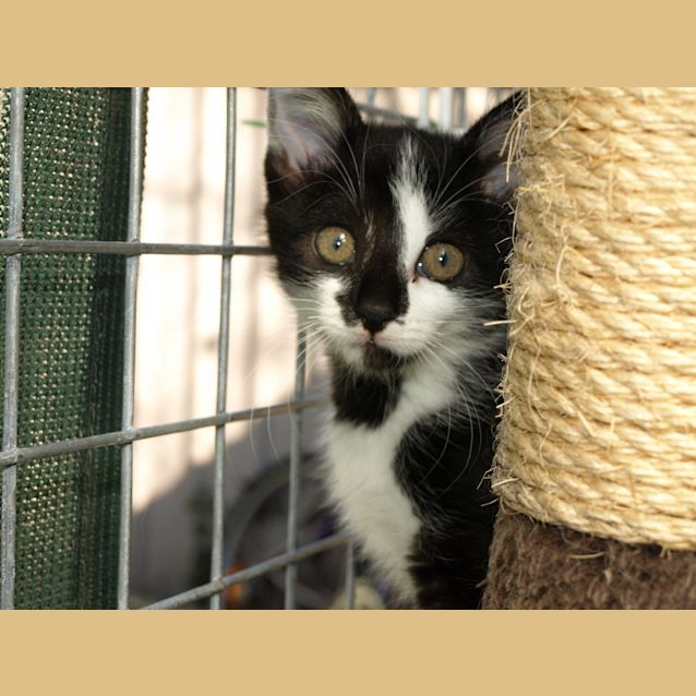 Photo of Kitten Rhani