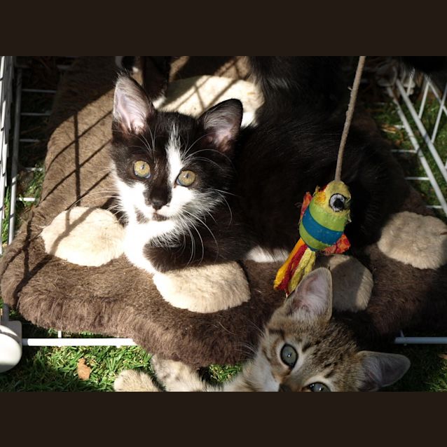 Photo of Kitten Rhani