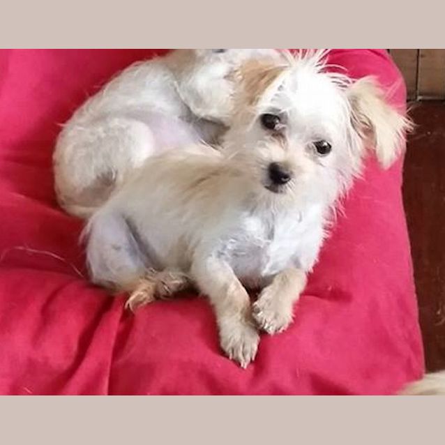 Photo of Bambi (Adoption Pending)