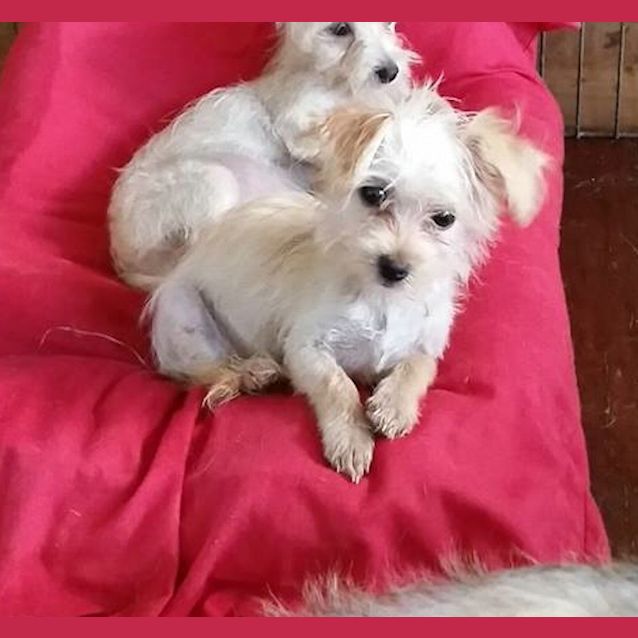 Photo of Bambi (Adoption Pending)