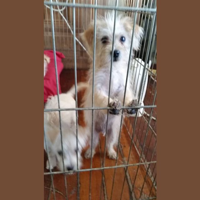 Photo of Tarzan (Adoption Pending)