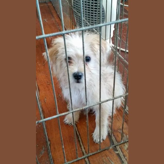 Photo of Tarzan (Adoption Pending)