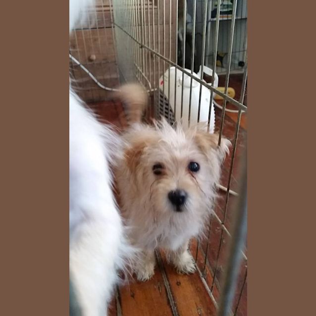 Photo of Tarzan (Adoption Pending)