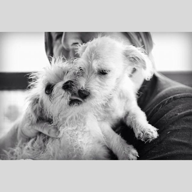 Photo of Tarzan (Adoption Pending)