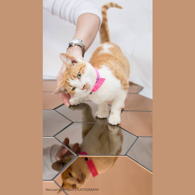 Photo of "Coppola"   Purrfect Match
