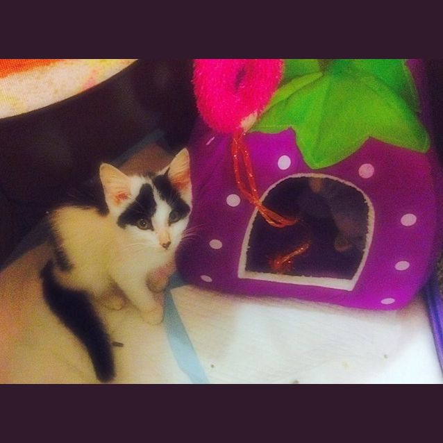 Photo of "Requiem"   Purrfect Match