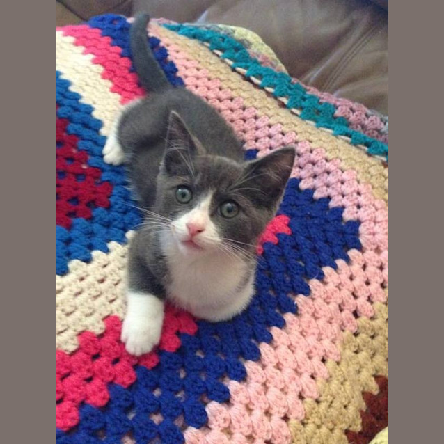 Photo of "Henry"   Purrfect Match