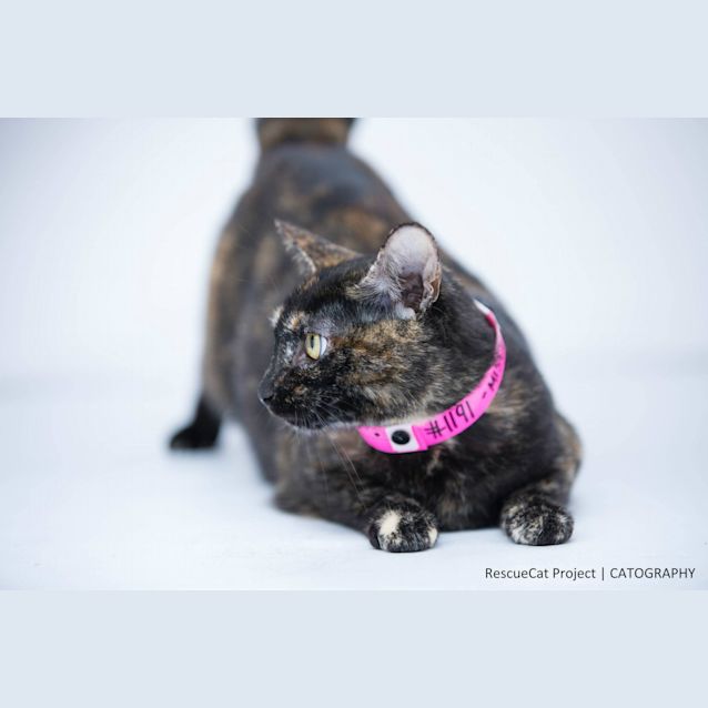 Photo of "Misty"   Purrfect Match