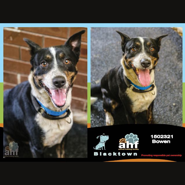 Photo of Bowen ~ #1502321