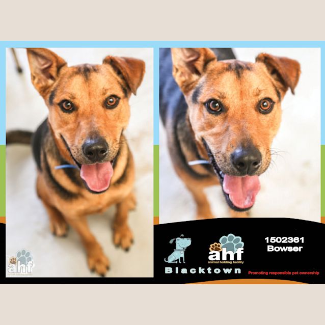 Photo of Bowser ~ #1502361