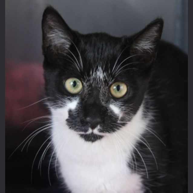 Photo of Smartie