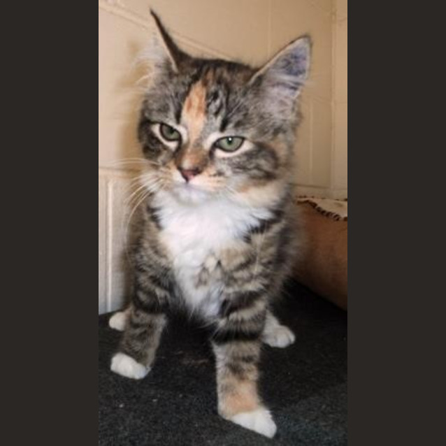 Photo of Lacey