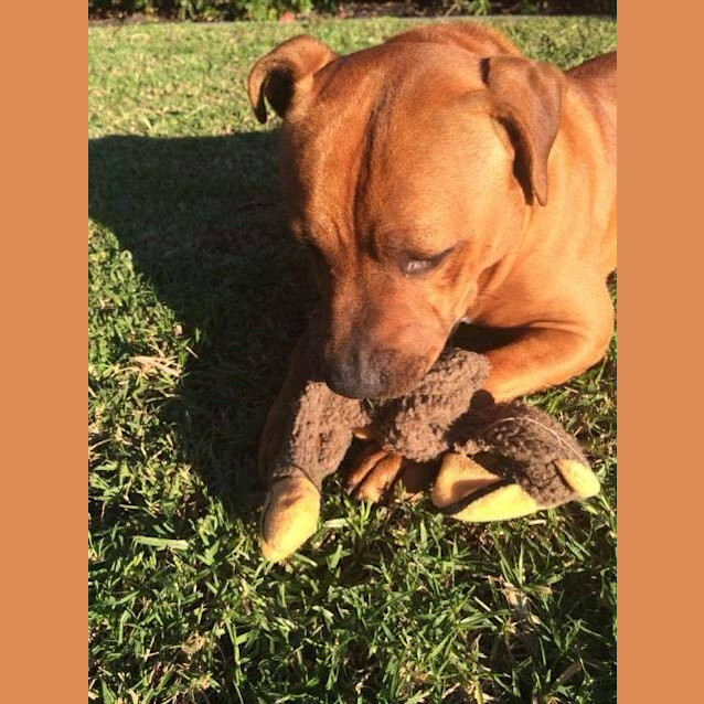 Photo of Yogi
