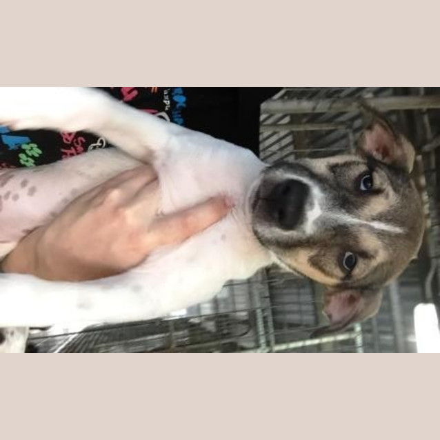 Photo of Daisy