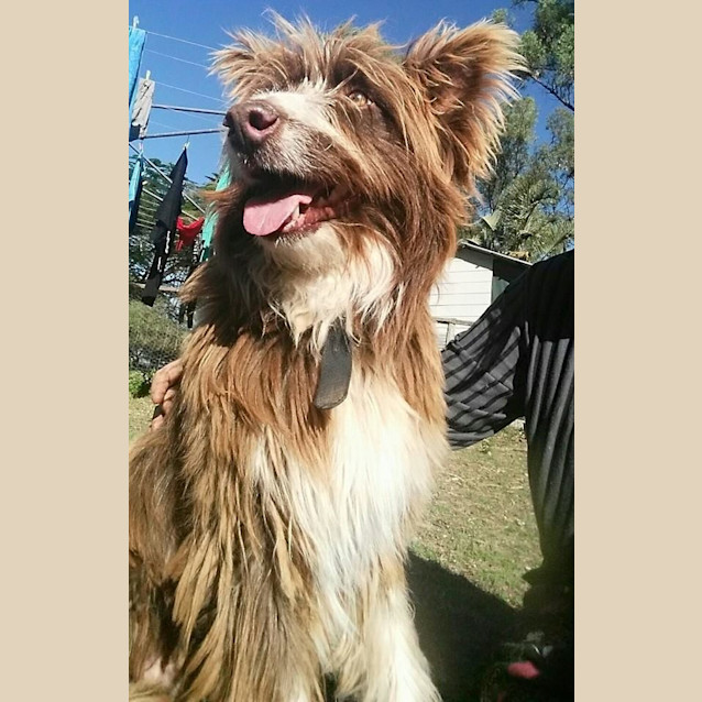 Photo of Toffee