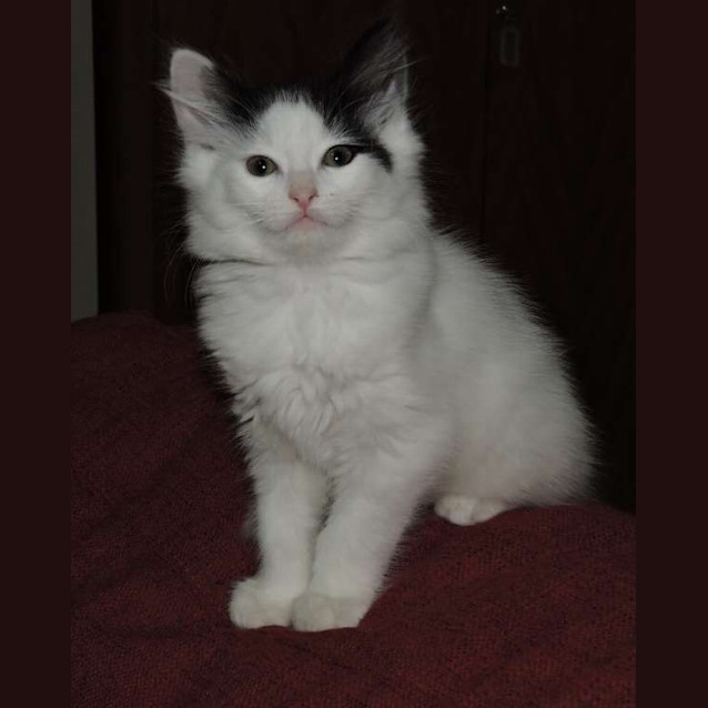 Photo of Wallace