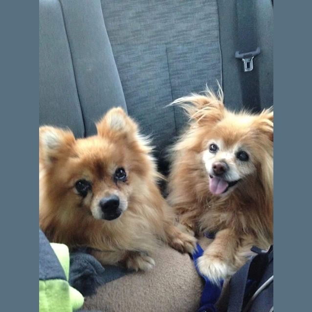 Photo of Tilki And Princess