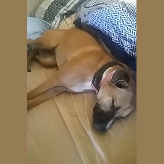 Photo of Bella