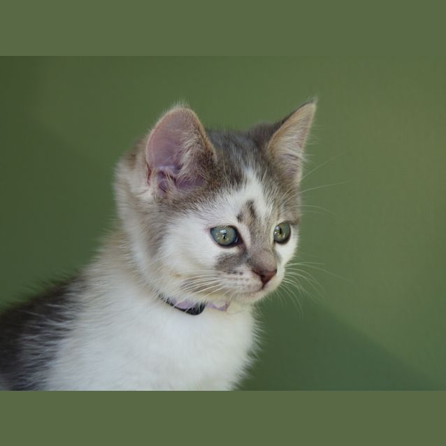 Photo of Clementine **Adoption Day**