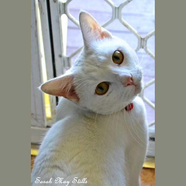 Photo of Angel 