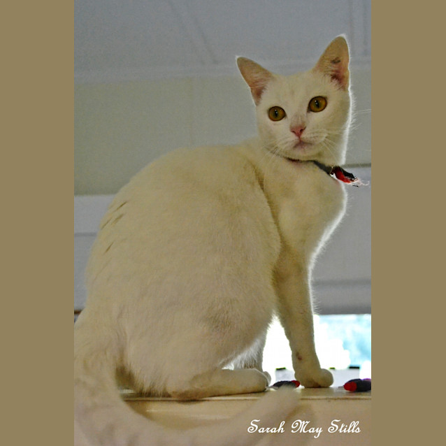Photo of Angel 