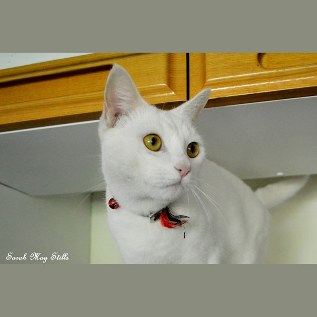Photo of Angel 