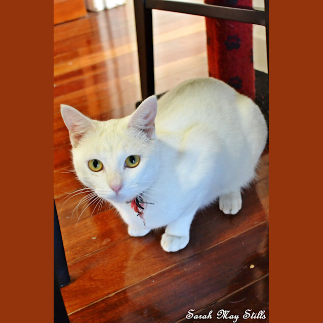 Photo of Angel 