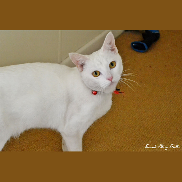 Photo of Angel 