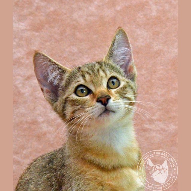 Photo of Lulu