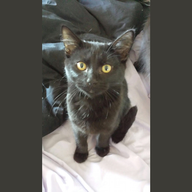 Photo of Cooper