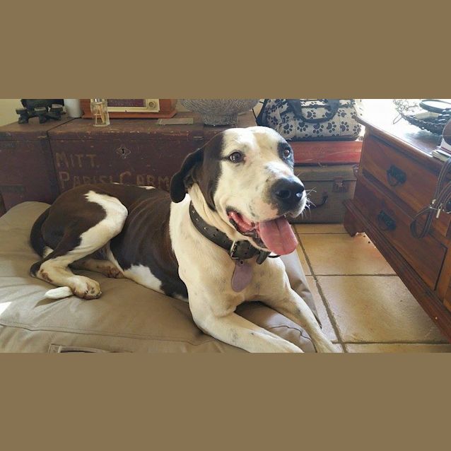 Photo of Winston