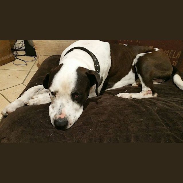 Photo of Winston