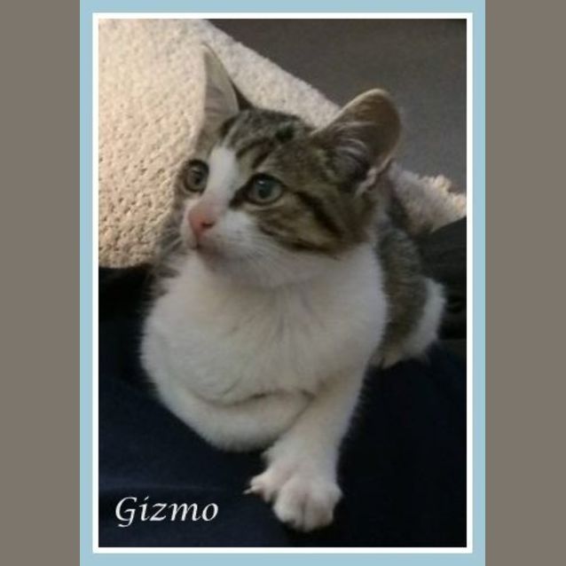 Photo of Gizmo
