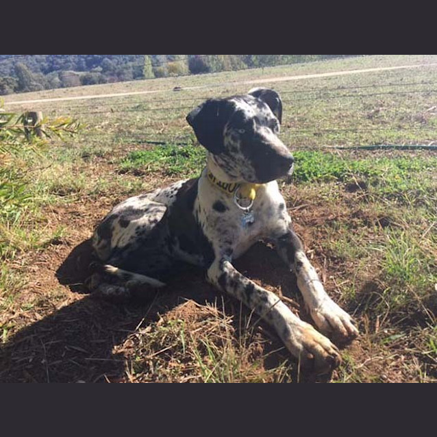 Photo of Dotti