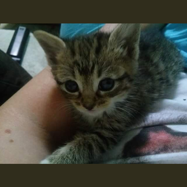 Photo of Carissa