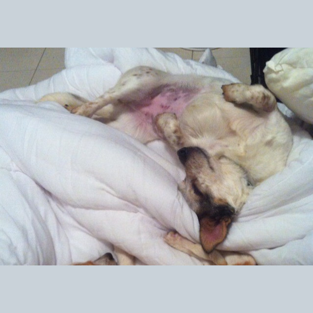 Photo of Pepper
