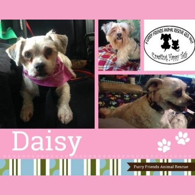 Photo of Daisy