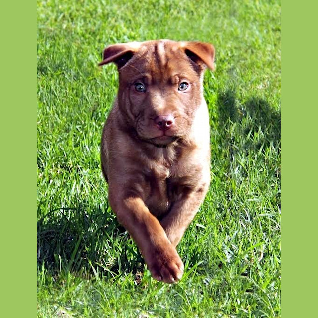 Photo of Bear ~ Sharpei X Bc Pup (Trial Oending 5/7/15)