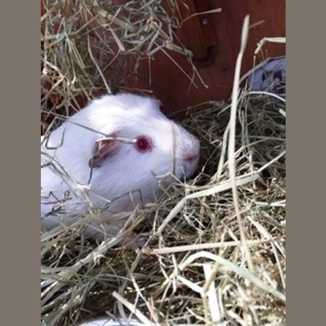Photo of Spike
