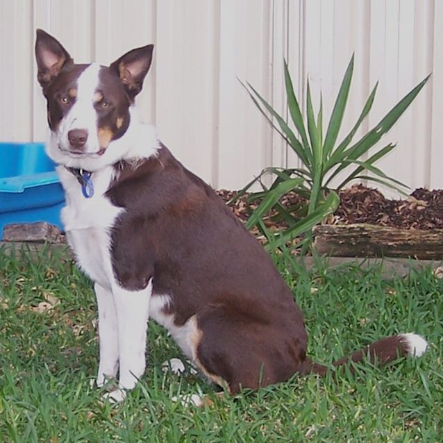 Photo of Tara ~ 1yo Border Collie X Kelpie (Trial 3/6/16)