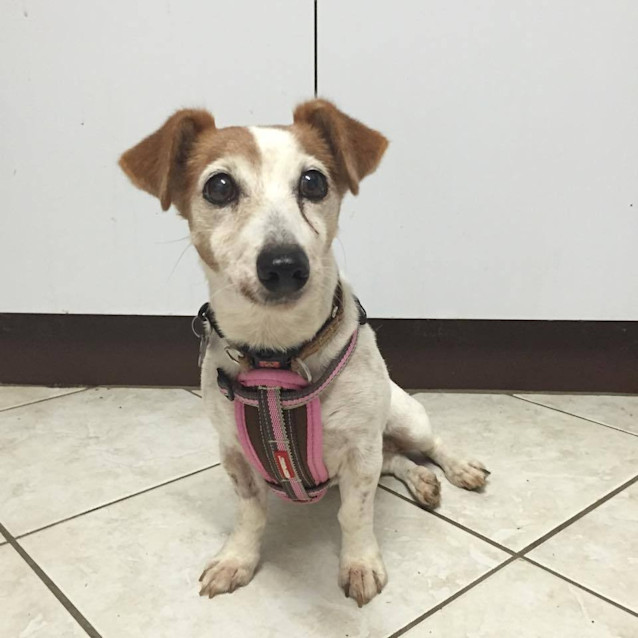 Photo of Pipsqueak 