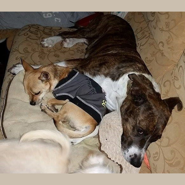 Photo of Ava (Adoption Pending)