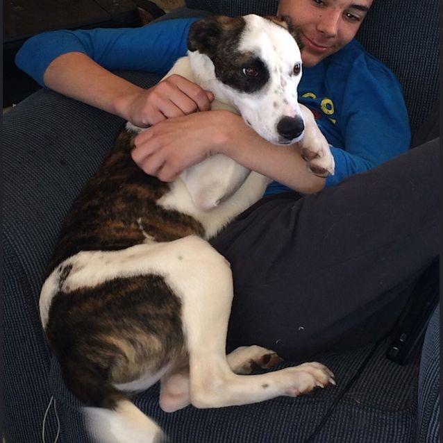 Photo of Zip (Adoption Pending)