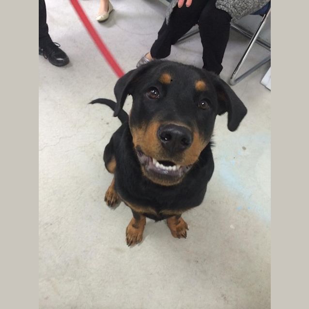 Photo of Nala