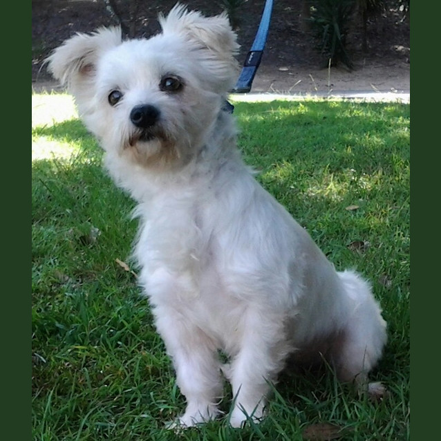 Photo of Alfie 003 3680