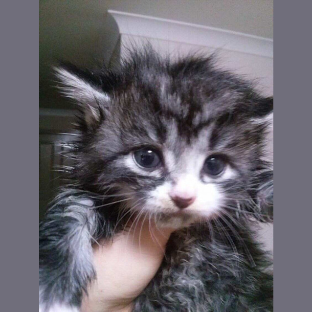Photo of Delilah