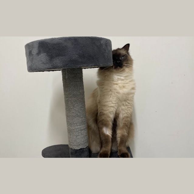 Photo of Kovu