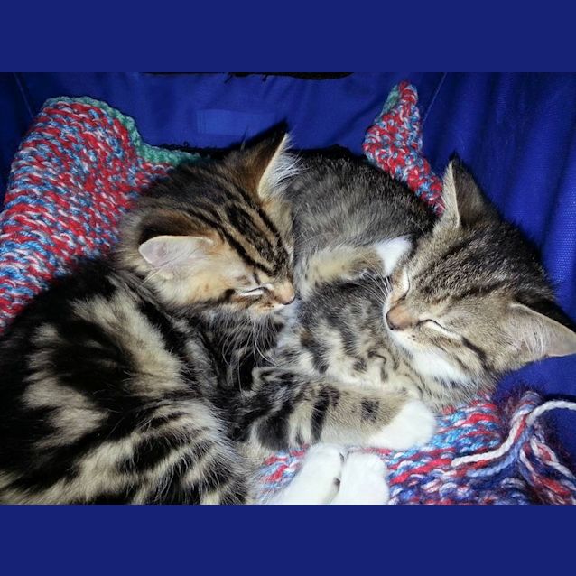 Photo of Squishy ** Adoption Day**