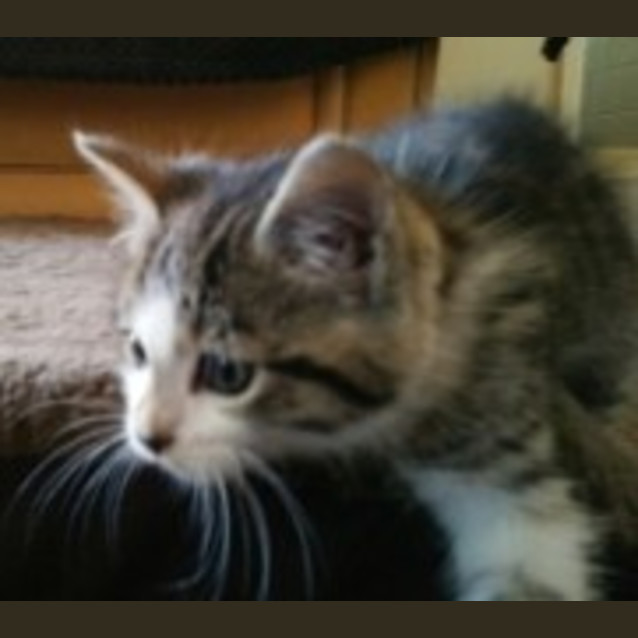 Photo of Bruce ** Adoption Day**